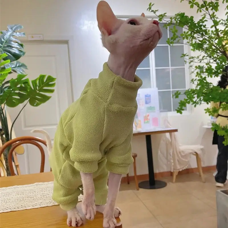 Sphynx cat in a soft green fleece coat, showcasing warmth and style for autumn and winter.