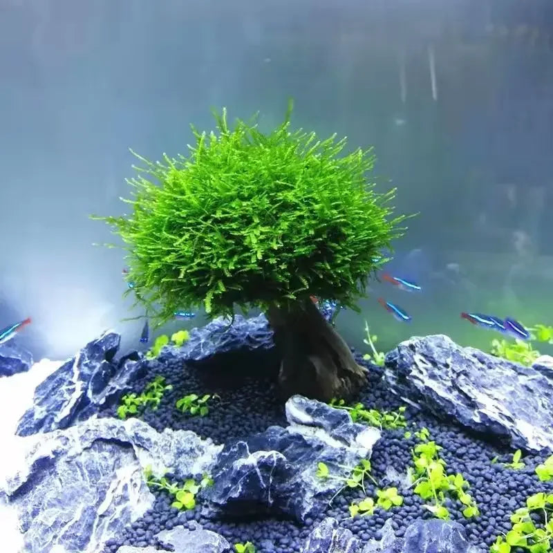 Fish Tank Plant Moss Tree Landscaping Decoration Wood Plant Root Driftwood Aquatic Plants Grass Aquarium Accessories (No Moss)
