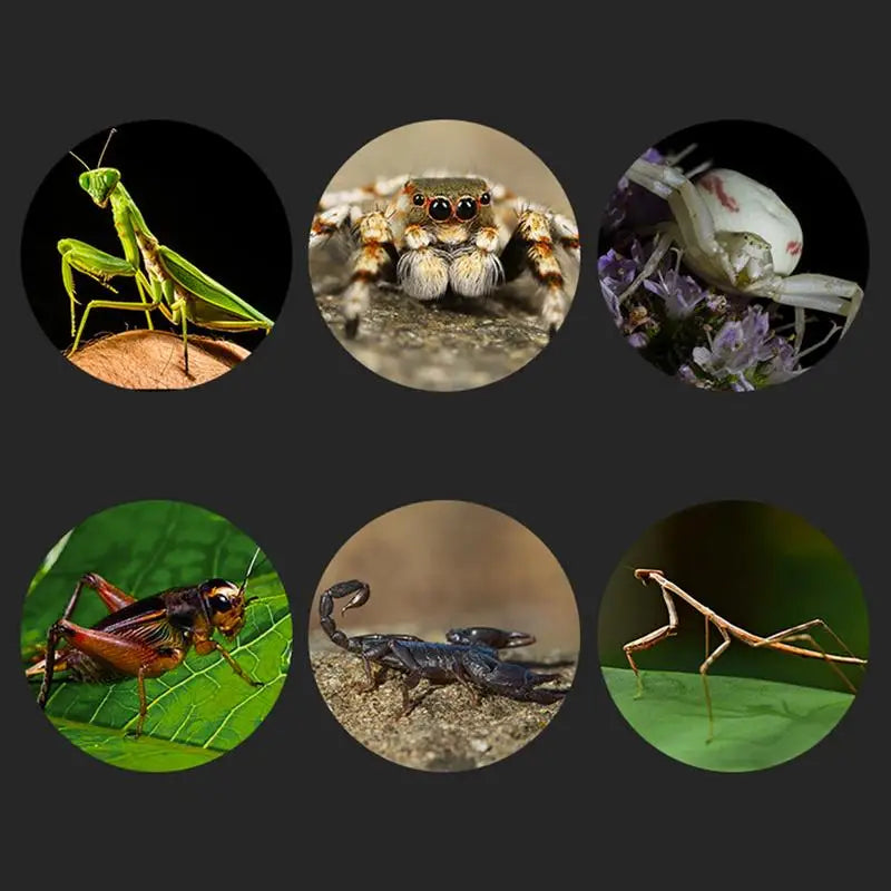 Spider Reptile Insect Feeding Box Reptile Breeding Box Terrarium Accessories Insect Box For Spider Cricket Snail Tarantula