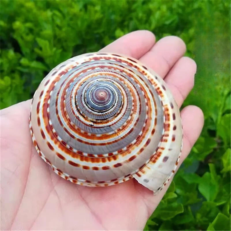 Natural Conch Shell Straw Hat Snail Wheel Snail Fish Tank Aquarium Landscaping Platform Wall Sticker Handmade