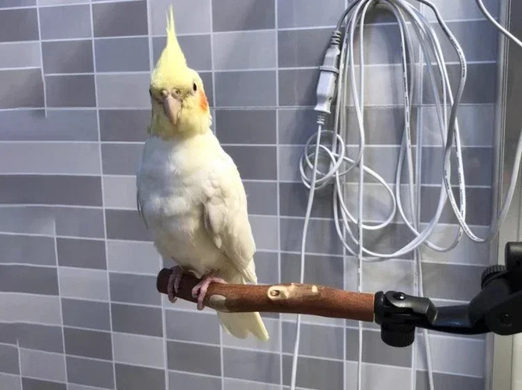 1pc-natural wood bird perch rod, parrot claw grinder rod, bird cage accessories, bird cage claw grinder bracket rod