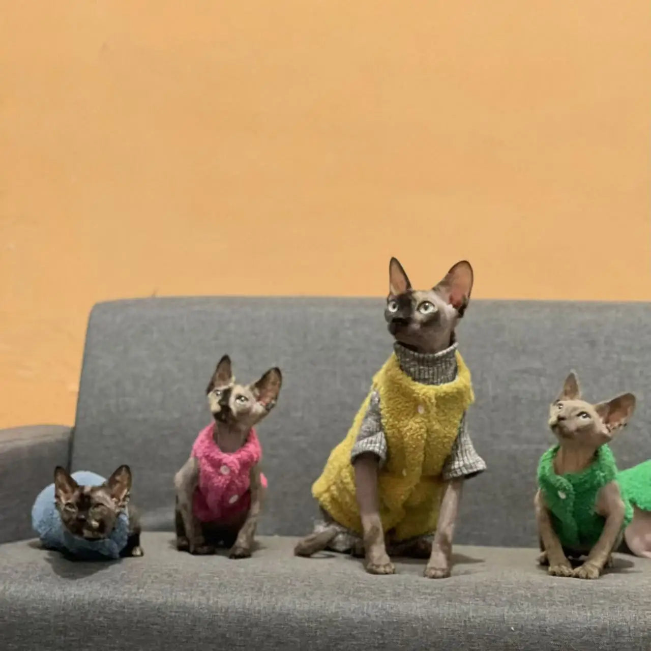 Cat clothes, warm lamb wool vest, autumn and winter Teddy Pomeranian pet winter clothes, cute clothes