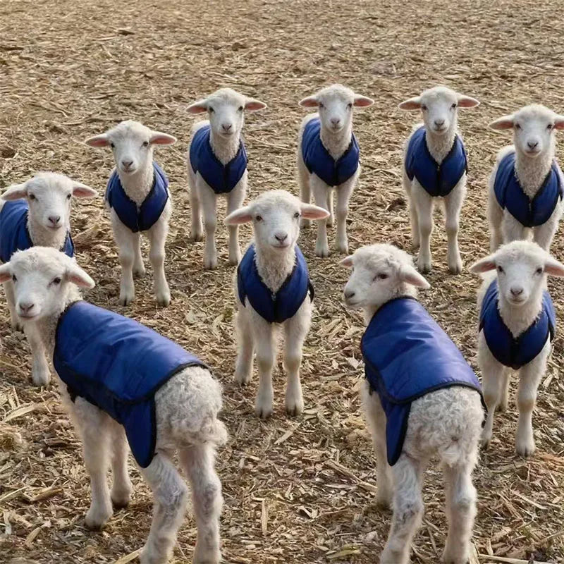 1PCS Sheep Warm Coat Vest Jacket In Winter Thicken Protection Cold Prevention Waterproof Ranch Pasture Tool Supplies