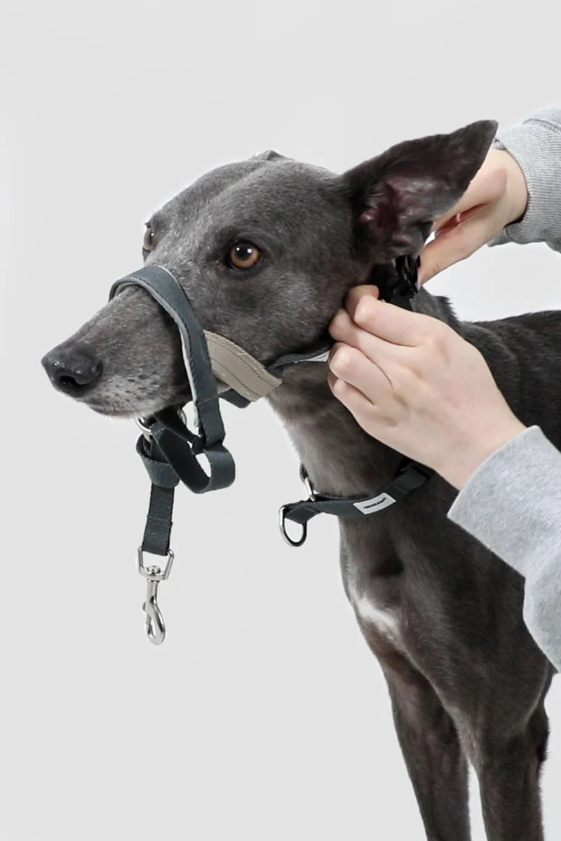 Dog Mouth Anti Barking Bark Collar Dog Adjustable Training Mesh Fabric Explosion-proof Flushing Control Traction Pet Supplies