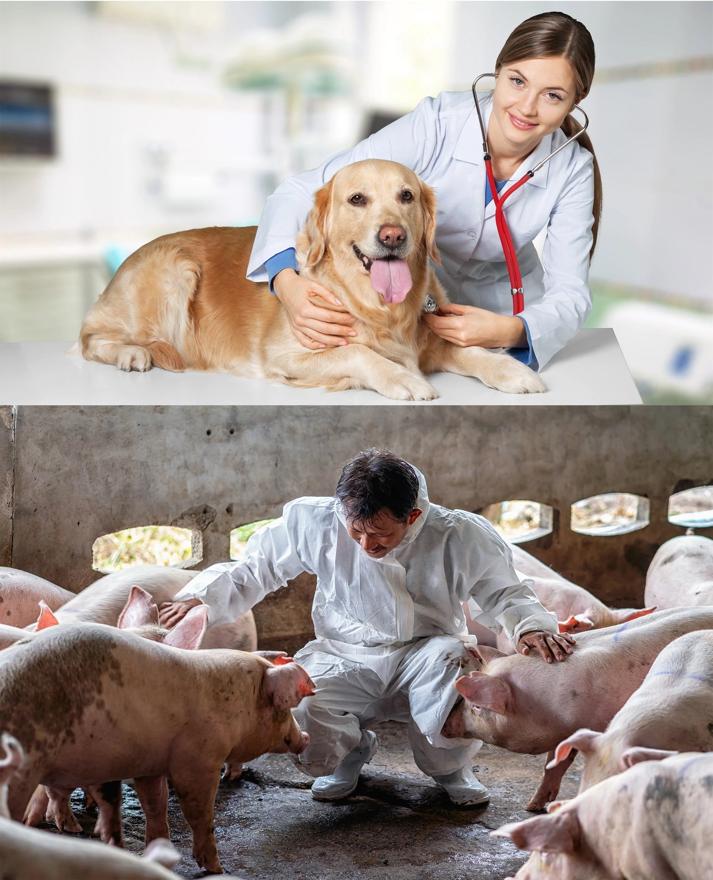 Portable Veterinary Ultrasound Scanner, Laptop Vet Pregnancy B-Ultra Machine, for Animal Farm Home Pet (B,B+B,4B,B+M,M)
