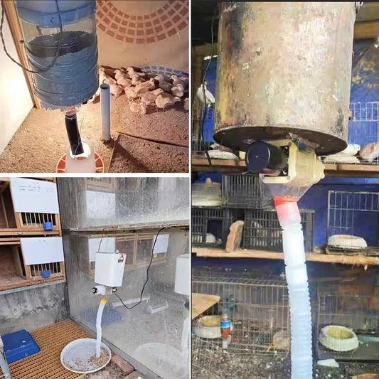 Automatic Pigeon Feeder Port with Timer Function Chicken and Duck Feeding Breeding Poultry