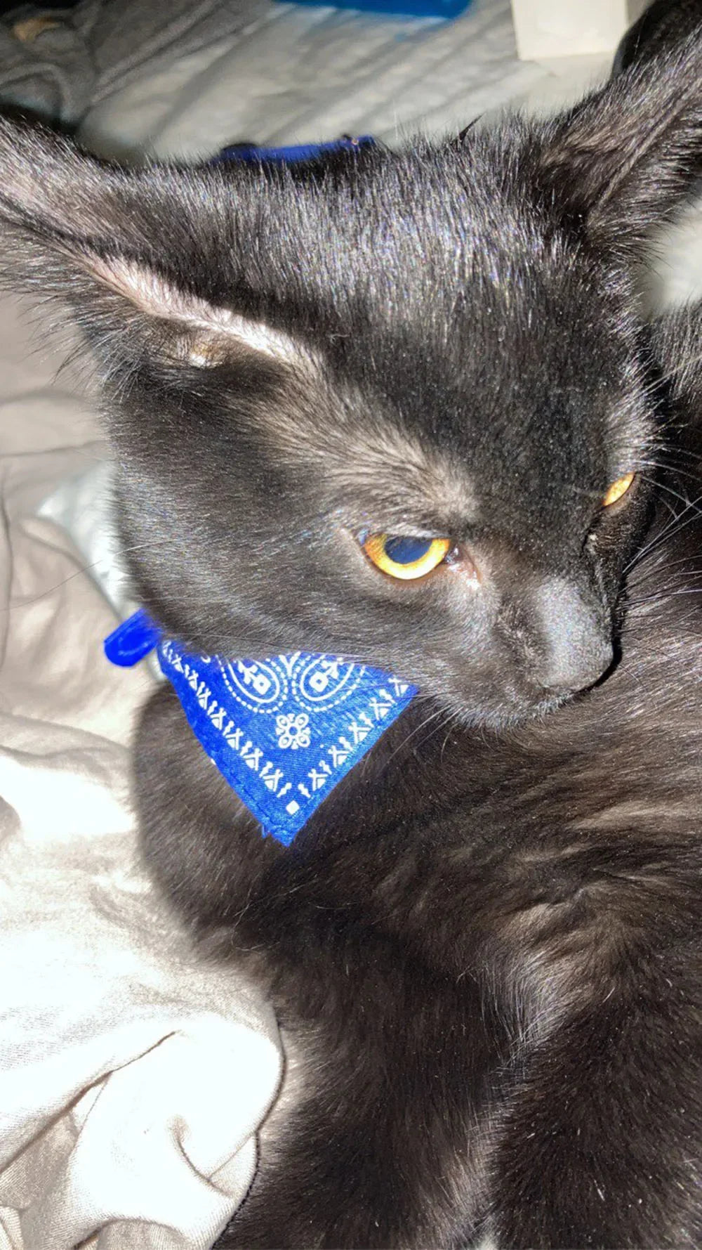 Cute Printed Bandana Cat Collar Puppy Dog Cat Scarf Collar Adjustable Triangular Pet Bandana Collar for Kittens Small Animals