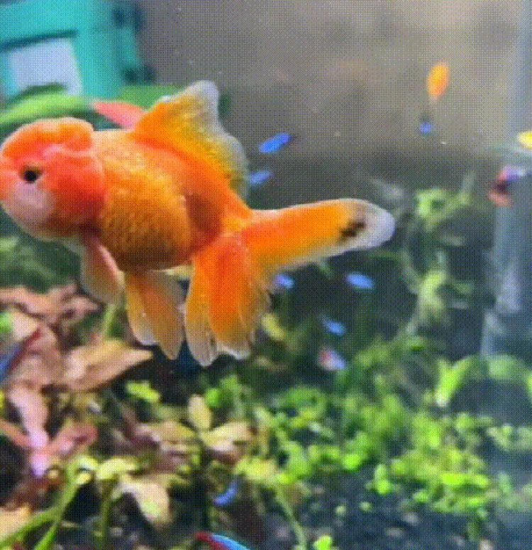 535ml Fish Tank Water Purifier Clear Nitrifying Bacteria Digestion Liquid Aquarium Fish Farming Supplies Fishbowl Water Treatment