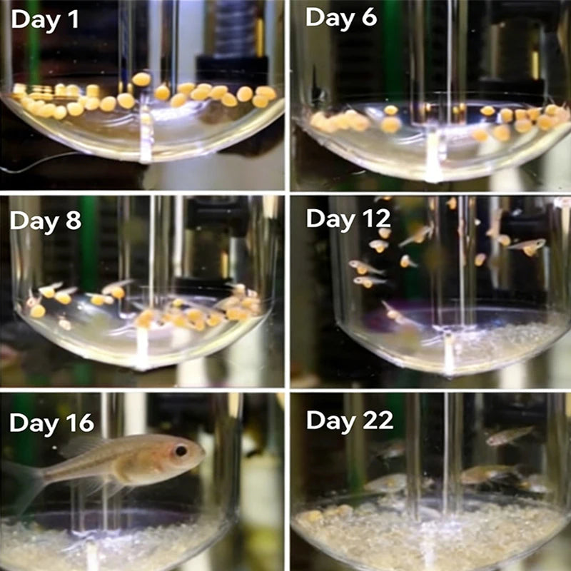 2026 New Wall Mounted 60MM Fish Egg Incubator Wall Mounted Shrimps Eggs Incubator Portable Hatching Fish Tank Device For Home