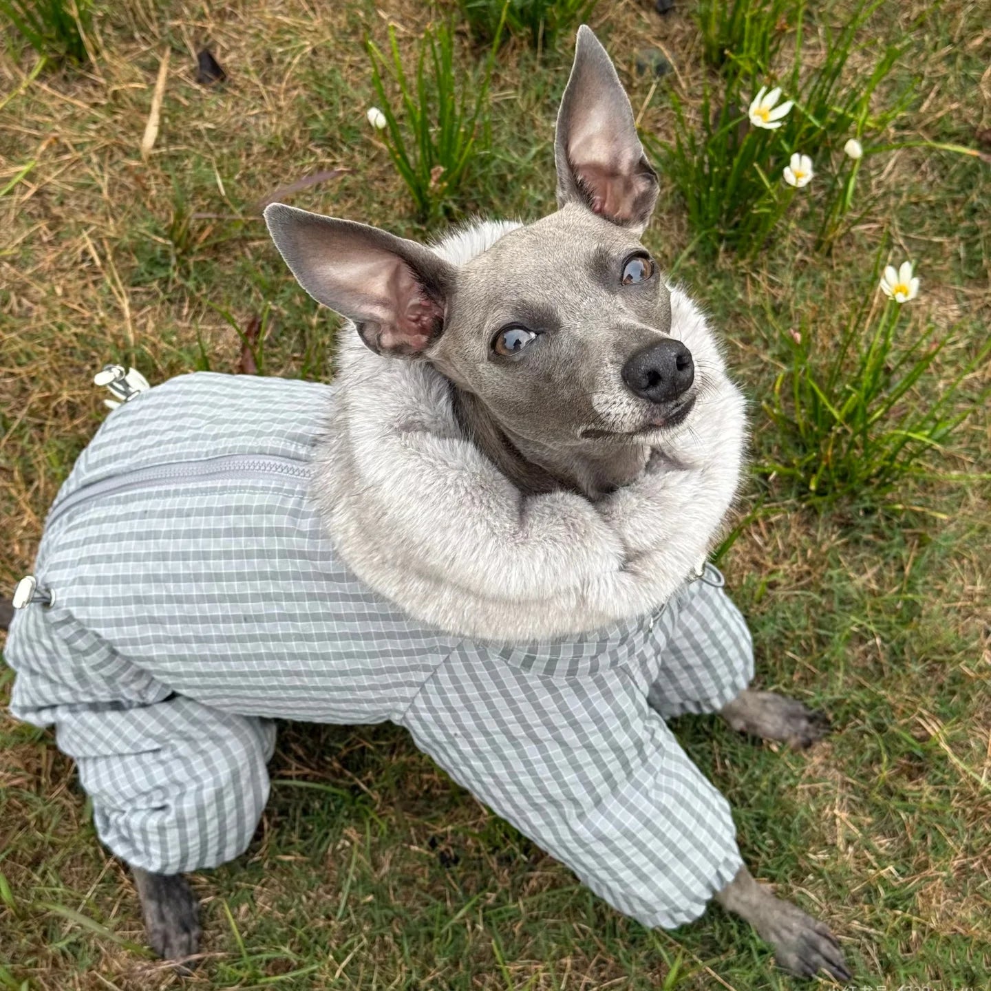 Thick Plaid Down Coat for Dogs in Winter Waterproof Windproof Grey Warm 4-leg Mink Fur Collar Puffer Jacket for Italy Greyhound