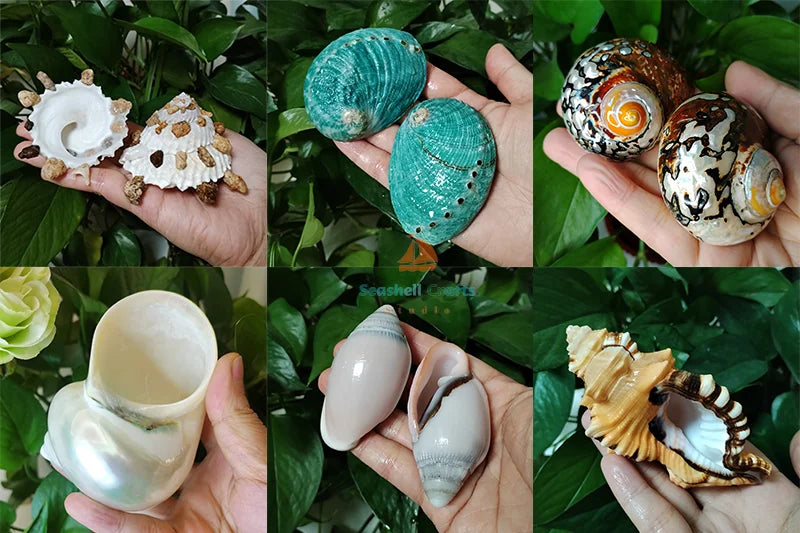 2 PCS Natural Spiral Shells Black Cone Seashell Wedding Table Decoration Specimen Collection Home Office Decor Fish Tank