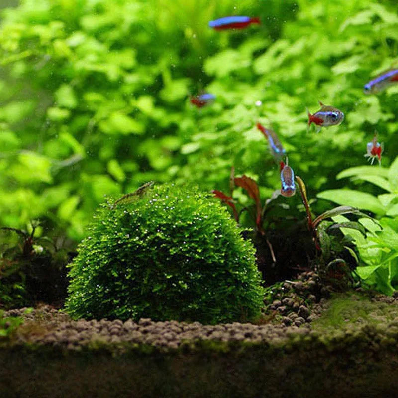 5cm Natural Marine Plant Moss Culture Dish Aquarium Fish Tank Decoration Home Decoration Non Plant