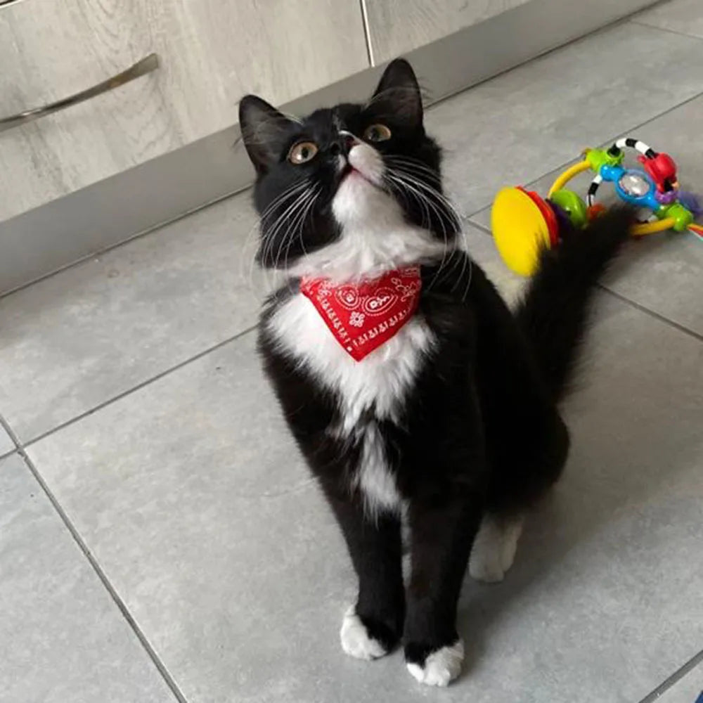Cute Printed Bandana Cat Collar Puppy Dog Cat Scarf Collar Adjustable Triangular Pet Bandana Collar for Kittens Small Animals