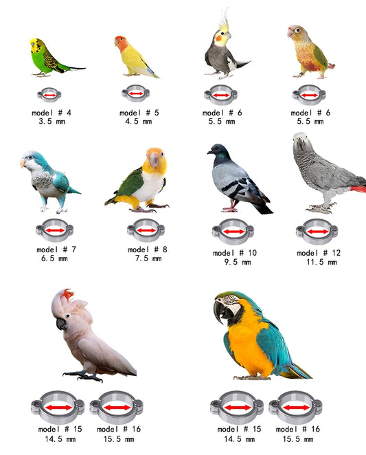 Custom Bird rings leg for Parrots accessories Parrot accessory Pigeons accessories Pigeon rings 2023 Parakeet Canary Cockatiel customize