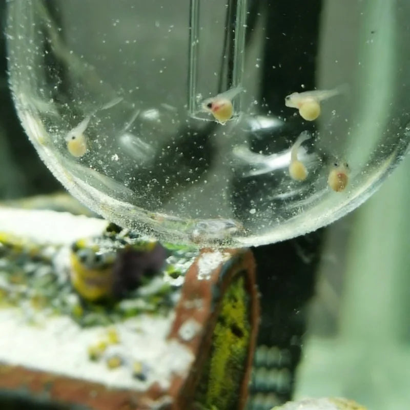 2026 New Wall Mounted 60MM Fish Egg Incubator Wall Mounted Shrimps Eggs Incubator Portable Hatching Fish Tank Device For Home