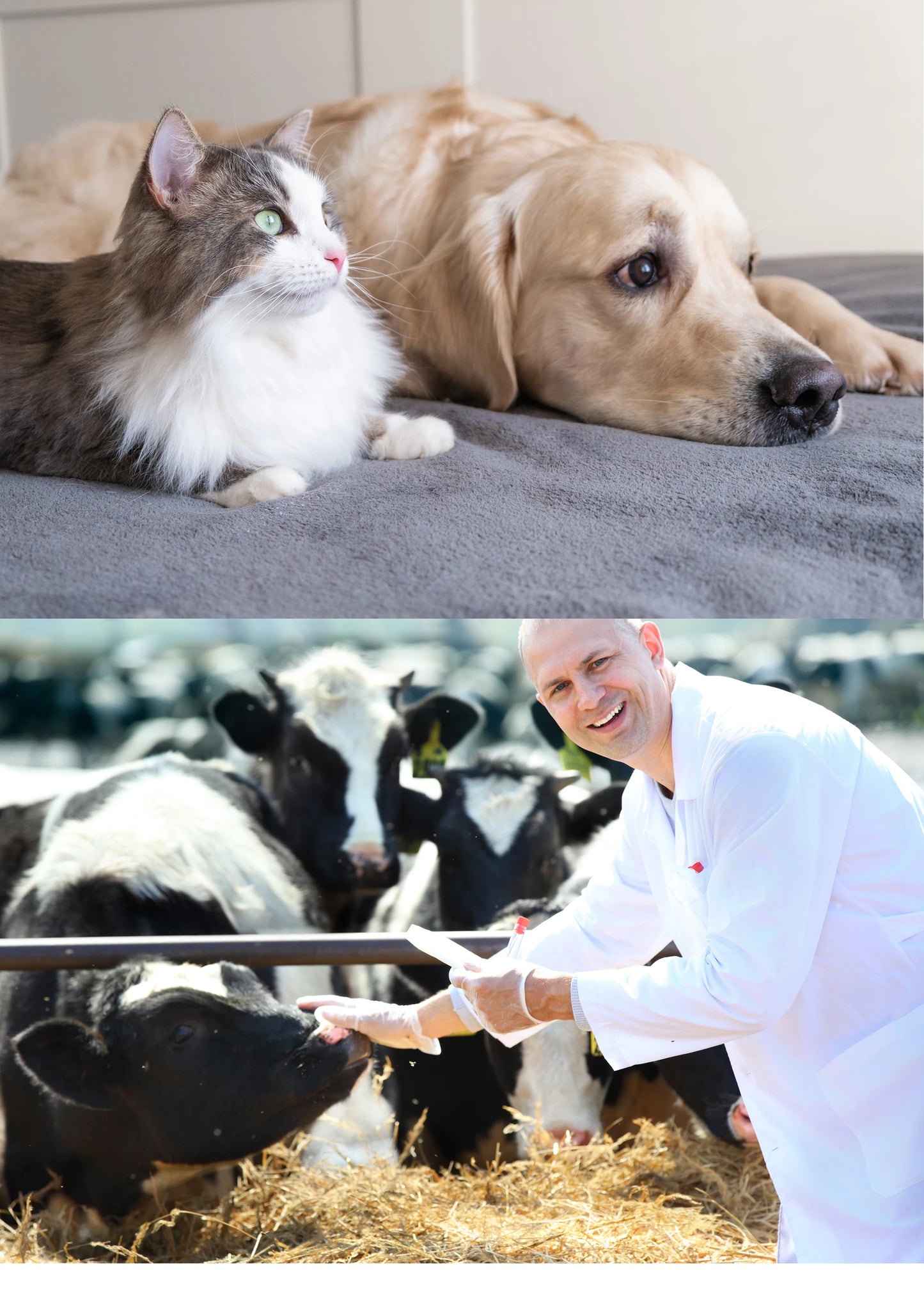 Portable Veterinary Ultrasound Scanner, Laptop Vet Pregnancy B-Ultra Machine, for Animal Farm Home Pet (B,B+B,4B,B+M,M)