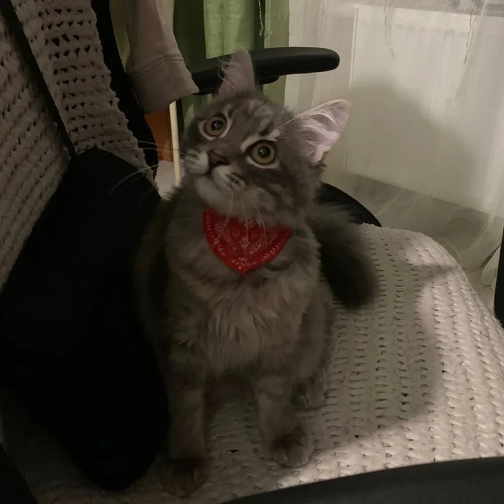 Cute Printed Bandana Cat Collar Puppy Dog Cat Scarf Collar Adjustable Triangular Pet Bandana Collar for Kittens Small Animals