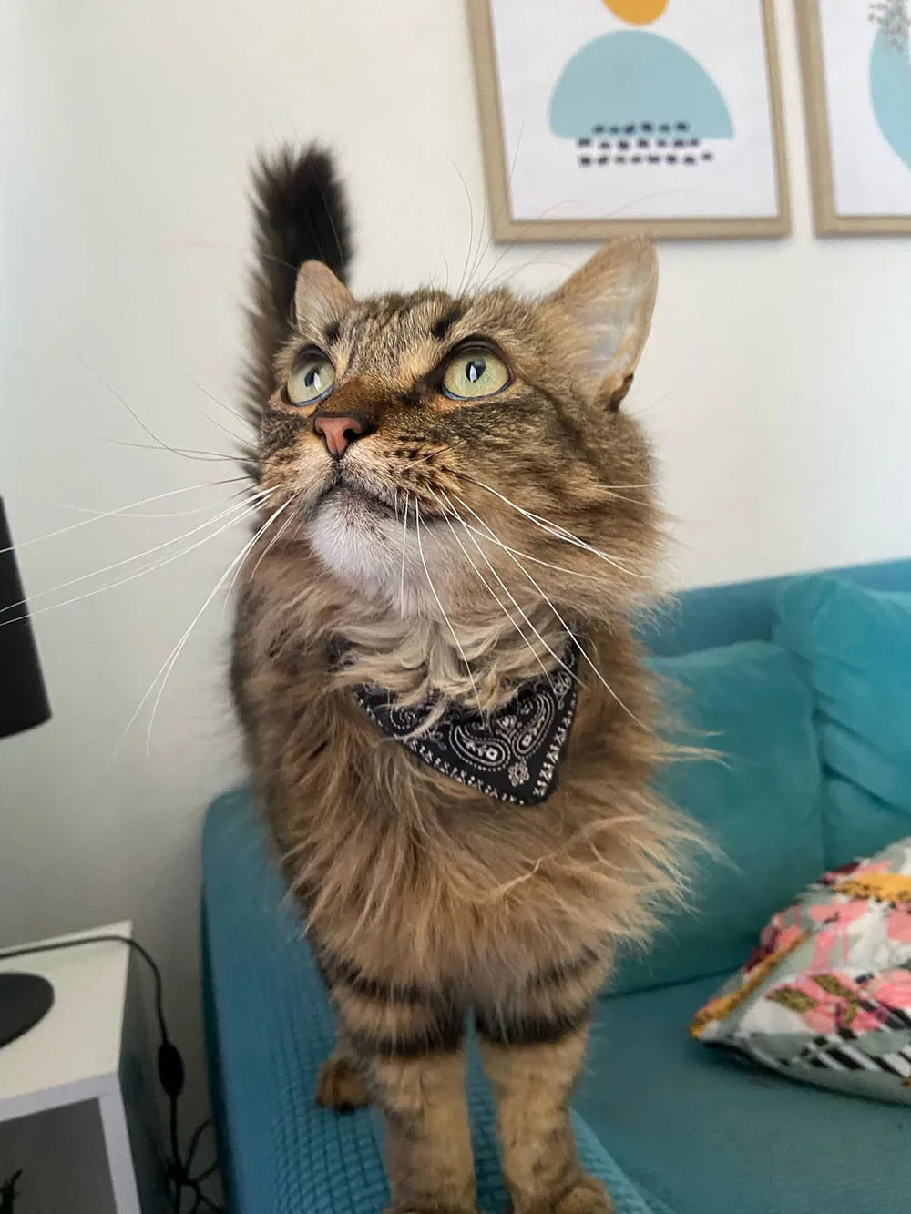 Cute Printed Bandana Cat Collar Puppy Dog Cat Scarf Collar Adjustable Triangular Pet Bandana Collar for Kittens Small Animals