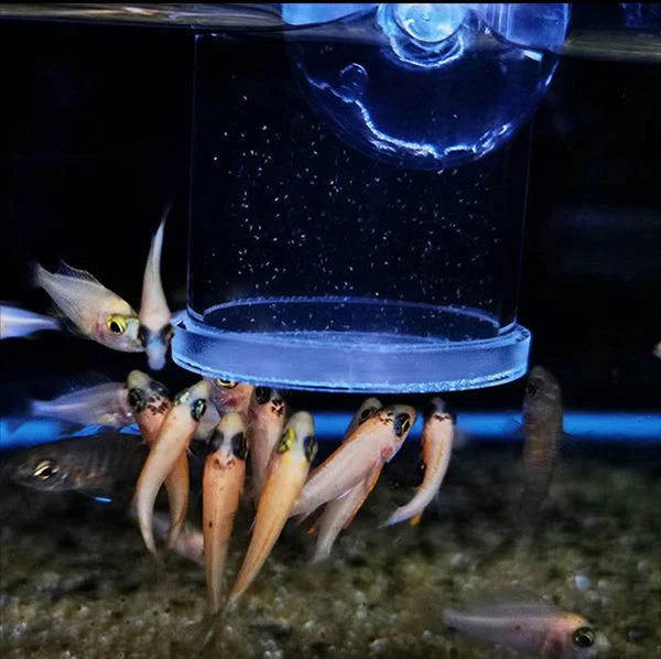 Clear Acrylic Aquarium Fish Feeder Anti-drift Shrimp Egg Fish Food Feeding Ring Betta Fish Tank Feeding Cup Aquarium Accessories